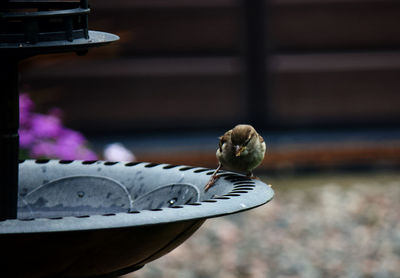 Close-up of bird on table