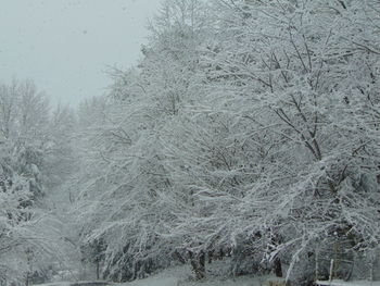 Close-up of bare trees on snow covered landscape