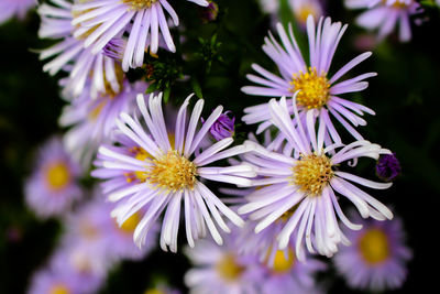 Close-up of purple flowers