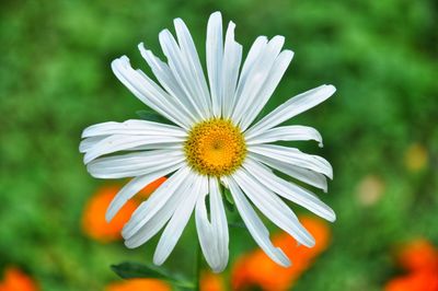 Close-up of white flowering plant