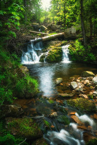 Stream flowing through rocks in forest