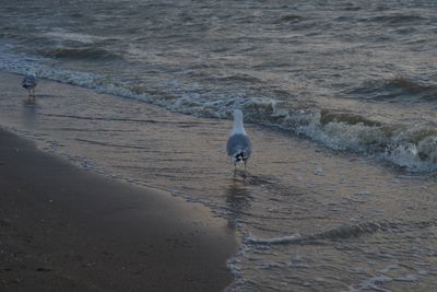 View of seagull on beach