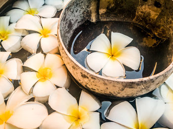 Close-up of white flowers in bowl