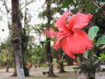 Close-up of red flowers