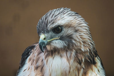 Close-up portrait of owl