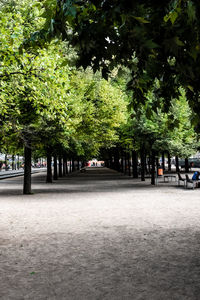 Empty road along trees in park