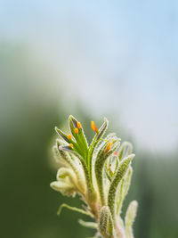 Close-up of flowering plant