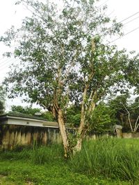 Trees and plants growing on field by house against sky