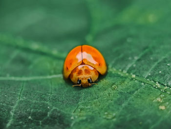 Close-up of ladybug on leaf