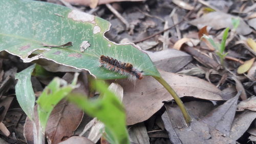 Close-up of insect on plant