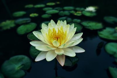 Close-up of lotus water lily in lake