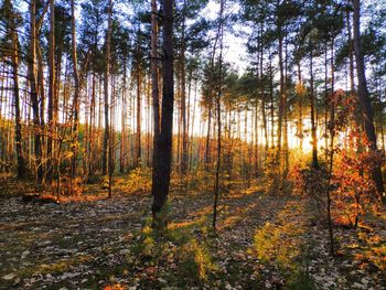 Trees in forest during autumn