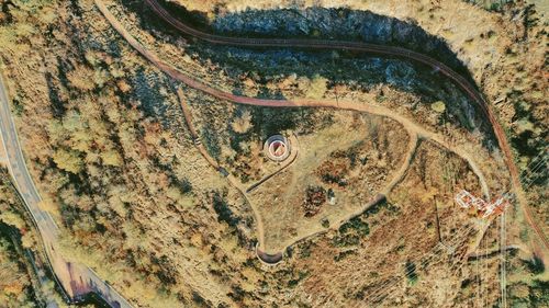 High angle view of an animal on road
