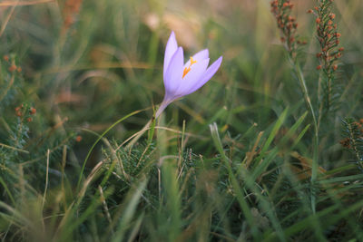 Close-up of crocus blooming on field