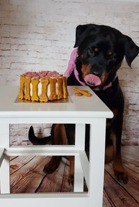 Dog standing on table