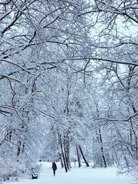 Bare trees on snow covered tree during winter