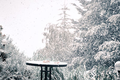 Snow covered plants in park