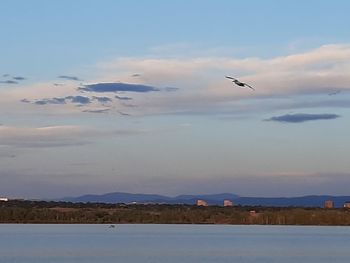 Birds flying over the lake