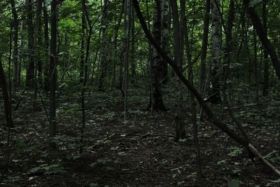 View of trees in forest