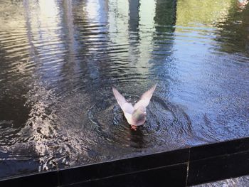 High angle view of bird swimming in lake