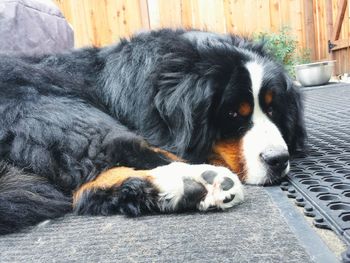 Dog in pen