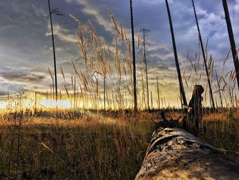 Plants on field against dramatic sky