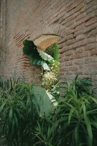 Close-up of fresh green plant against wall