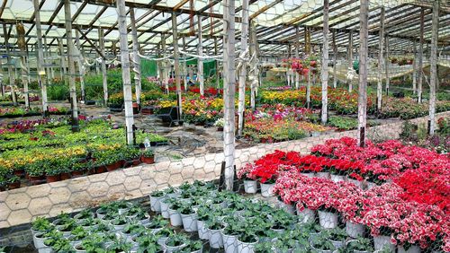 Red flowers in greenhouse