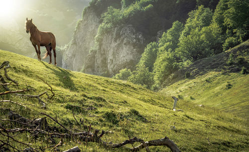 Sheep on tree by mountain