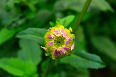 Close-up of flower blooming outdoors