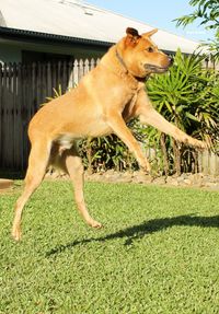 Dog standing on grass