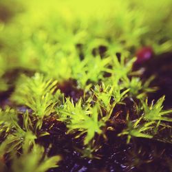 Close-up of green leaves