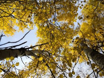 Low angle view of maple leaves against sky