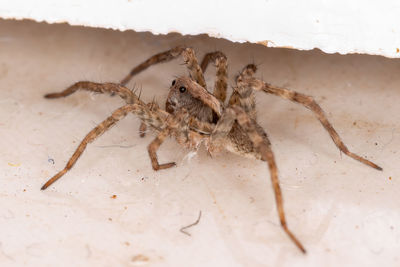 Close-up of spider