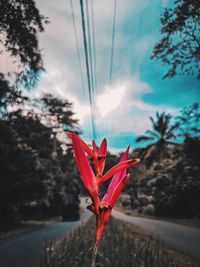 Close-up of red flower against sky