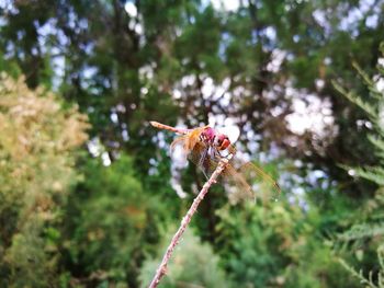 Close-up of insect on flower