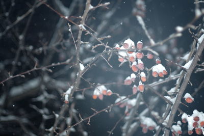 Close-up of snow on branch