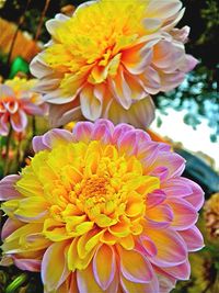 Close-up of yellow flower