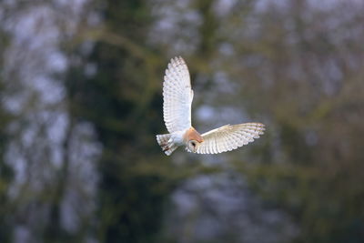 A barn owl on the hover 