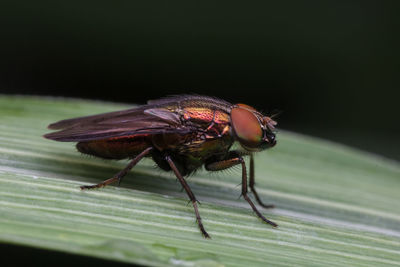 Close-up of fly on leaf