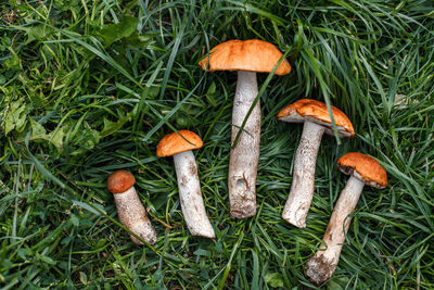 Edible mushroom flat lay