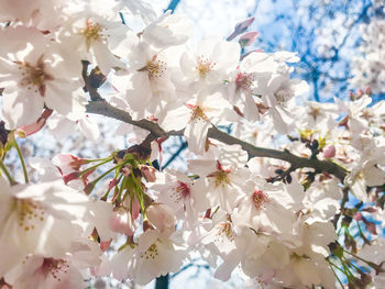 Low angle view of cherry blossoms in spring