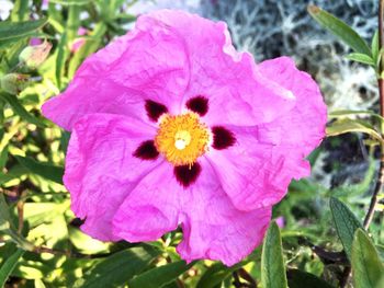 Close-up of pink flower blooming outdoors