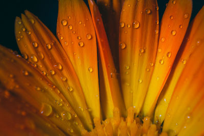 Close-up of wet yellow flower