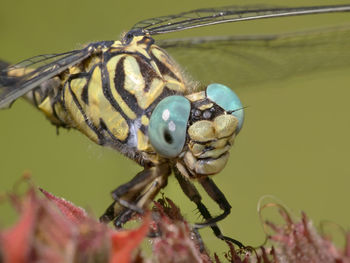 Close-up of butterfly