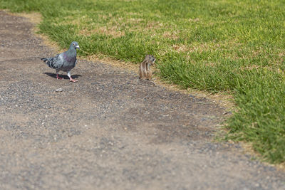 Pigeon perching on a field