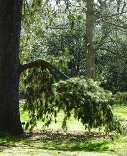 Trees in forest