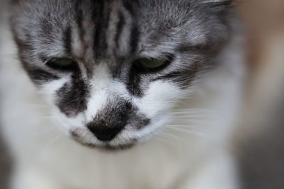 Close-up portrait of a cat