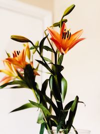 Close-up of orange flowering plant