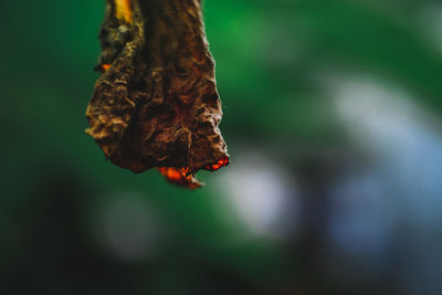 Close-up of dry leaf outdoors